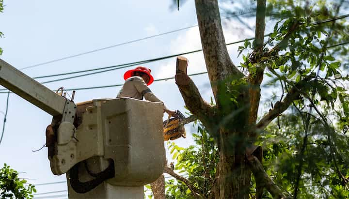 Tree care and maintenance services in Loveland