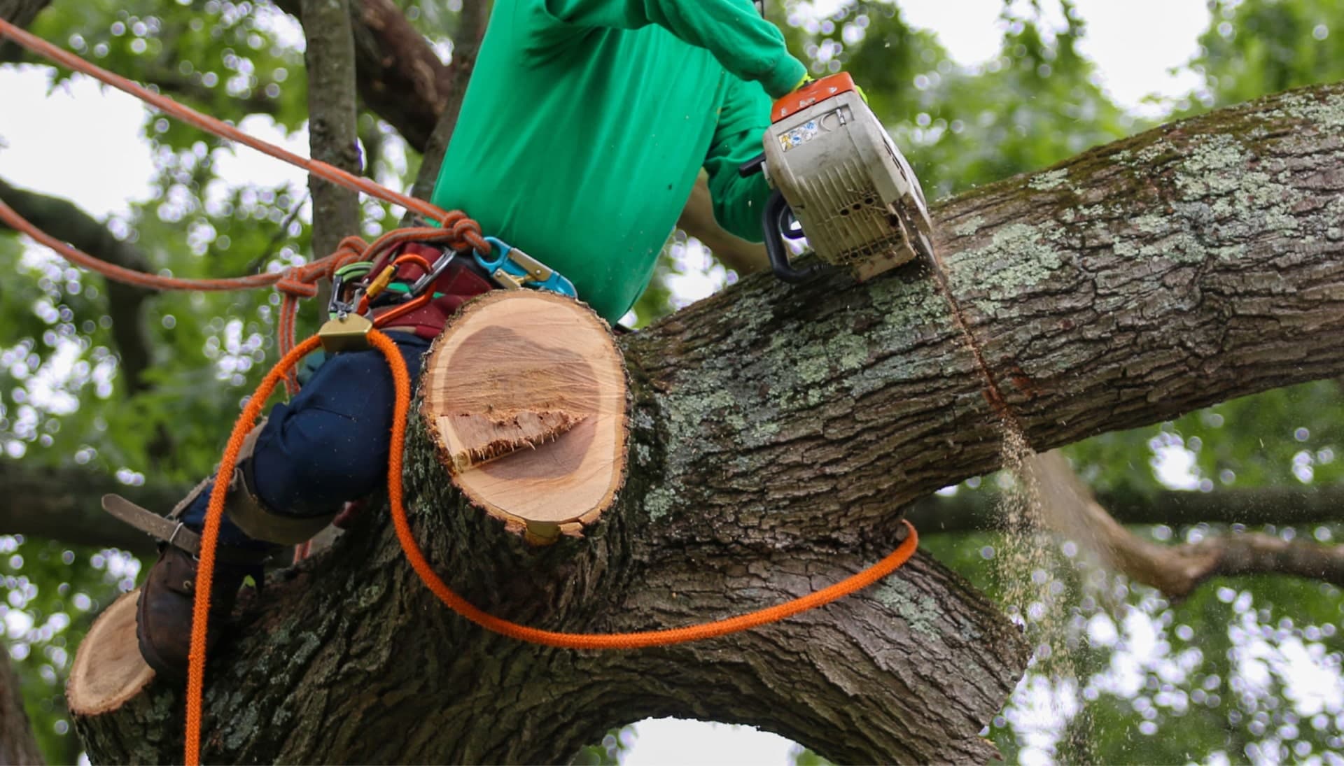Relax with Loveland best tree removal.