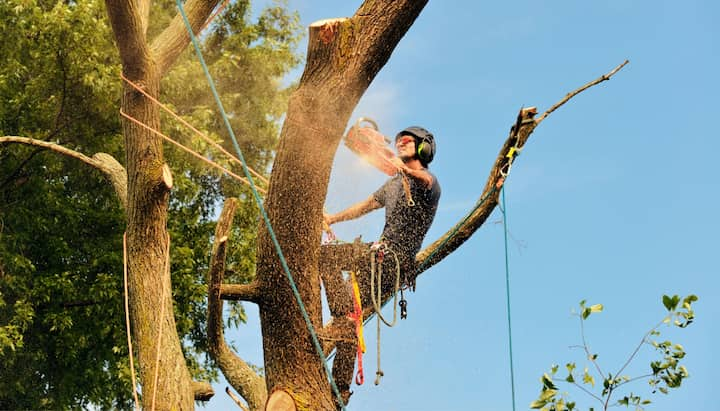 Loveland tree removal experts solve tree issues.