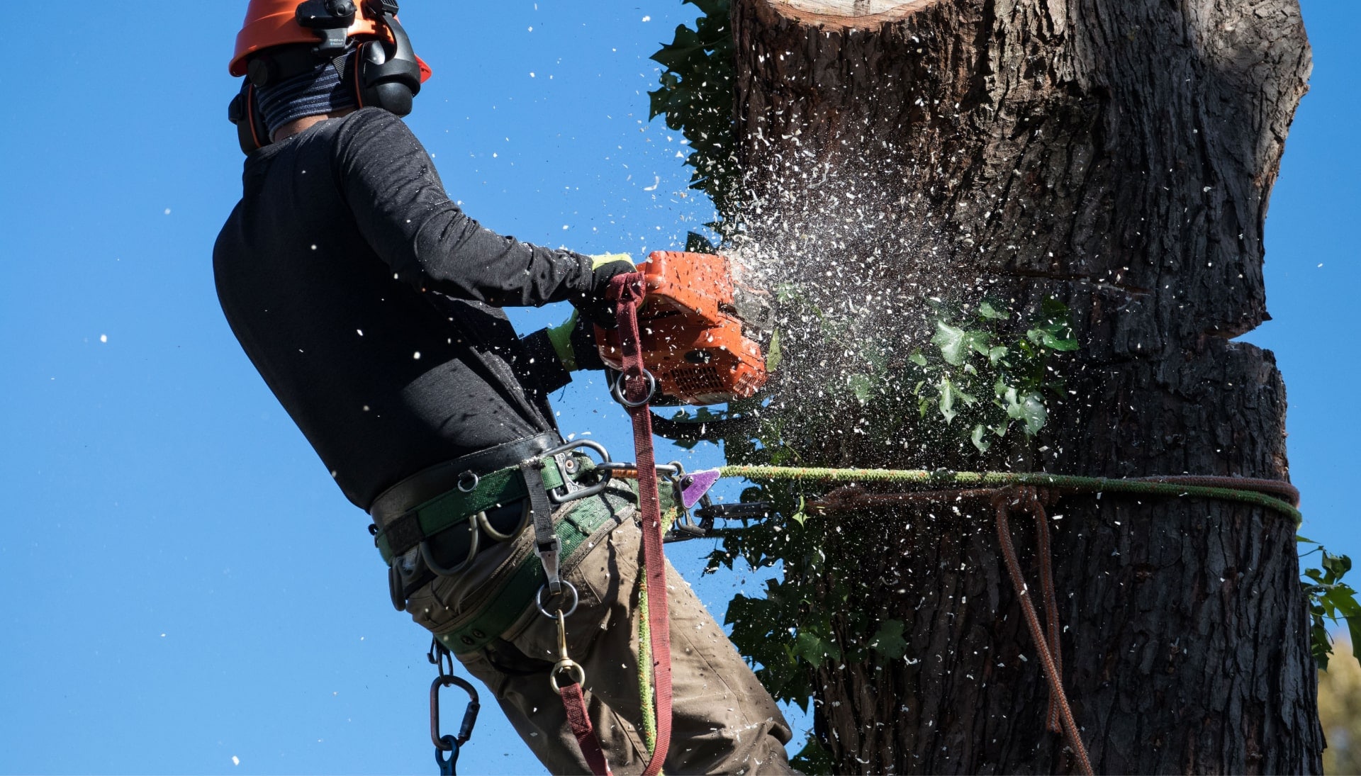 Professional Tree removal solutions in Loveland