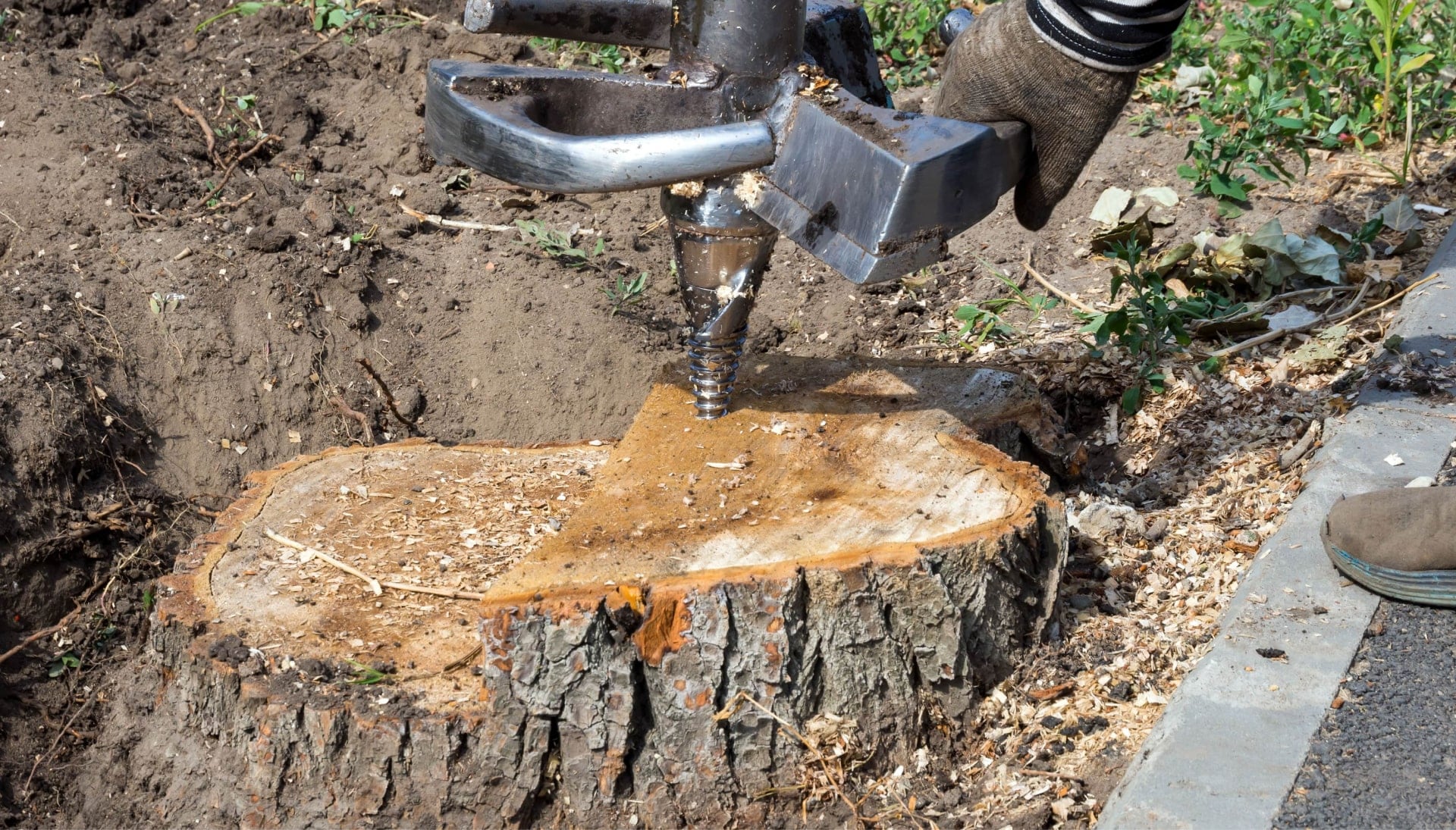 Loveland Tree stump removal